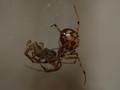 Arachnophobia