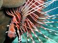 Broadbarred Firefish (has venomous spines)