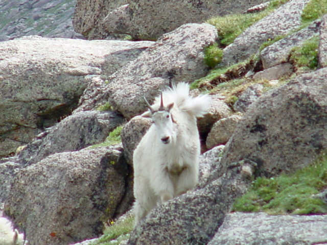 Who's afraid, me or the goat