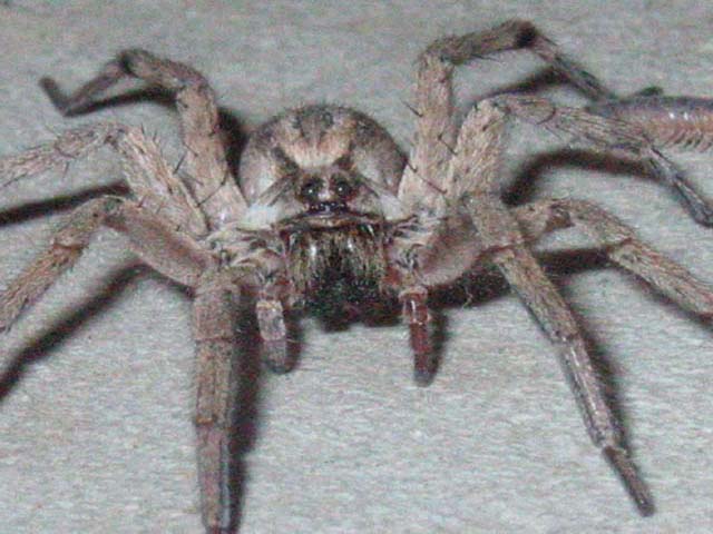 Arachnaphobia