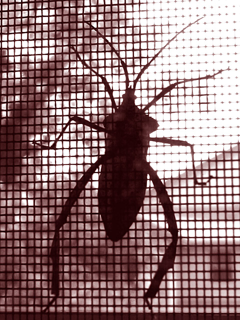 Entomophobia
