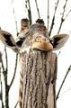 Something You Never See. A Giraffe Resting its Head. Now that is extraordinary!