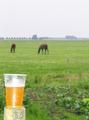 Vegetables, horses... and a beer.