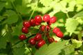 Very Berry