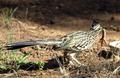 Road Runner