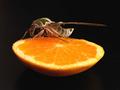 Moth on an Orange??