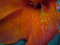 Water drops on a flower petal