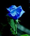 The Elusive Blue Rose