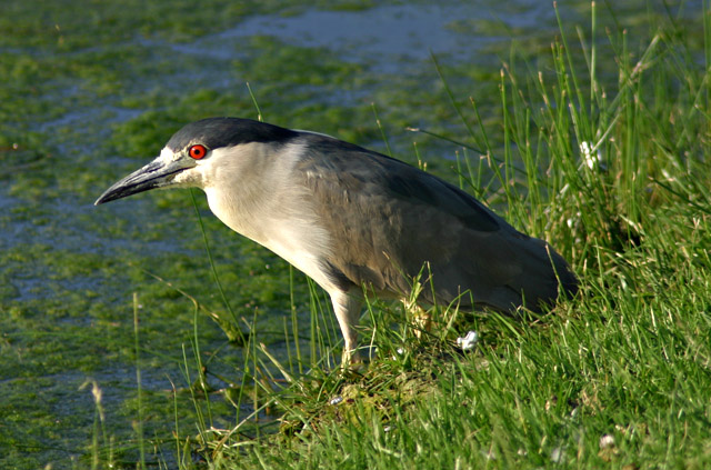 This guy visited my backyard pond today.