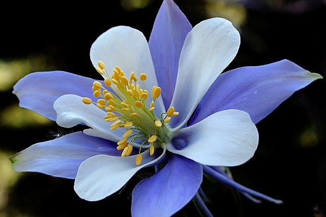 Columbine