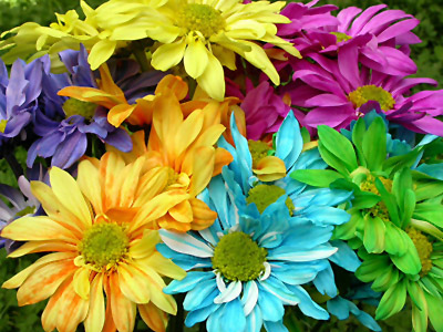 Rainbow of Daisies