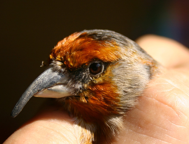 Extraordinary Beak of a Finch