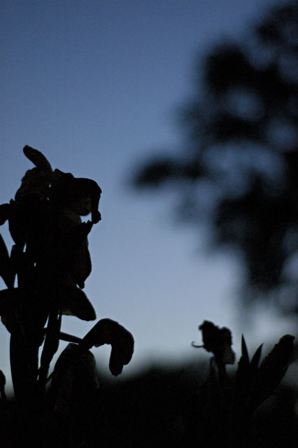 Canna at Dusk