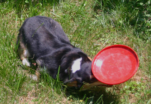 a dog and her beloved, balancing frisbee