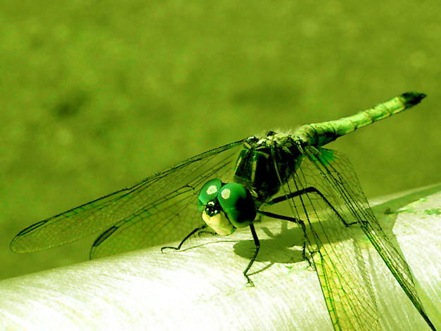 "Super Green dragonFly "