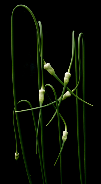 Garlic Blossoms (scapes from planet earth)