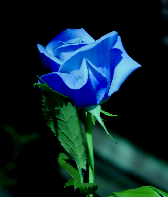 The Elusive Blue Rose