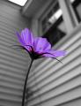 The Color Purple