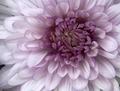 A Symphony of Petals