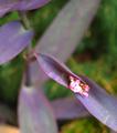 Planted Purple
