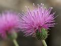 Thistle