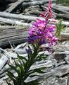 fireweed and driftwood