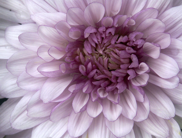 A Symphony of Petals