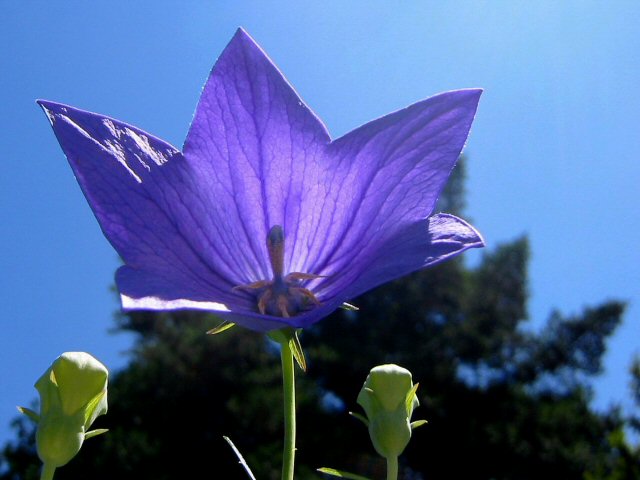 purple symmetry