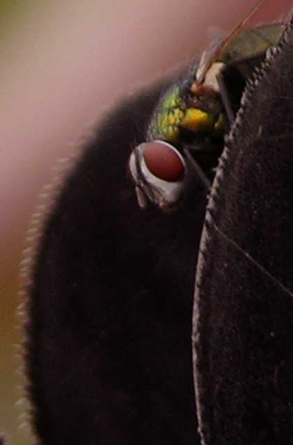 Fly on Aeonium Petals