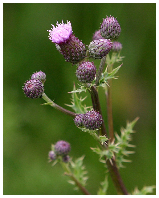 Thistle