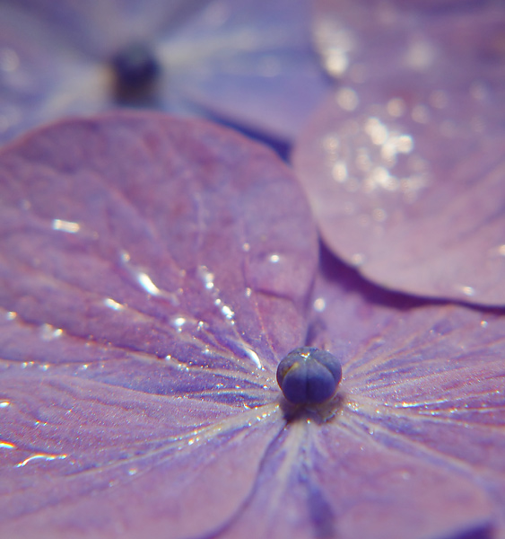 Hydrangea Macrophylla