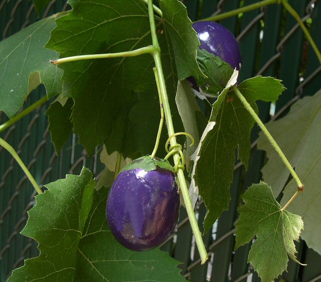 EGGplant