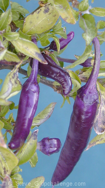 Cayenne Purple