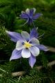 Visit Colorado and see our state flower (Columbine) and state tree (Blue Spruce).