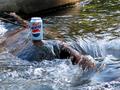 Cool Off With Diet Pepsi
