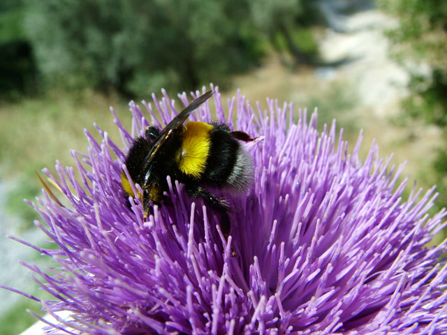 The Source of Our HONEY..!