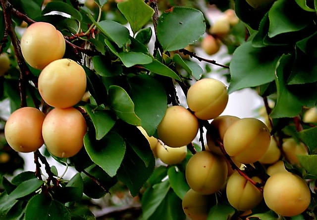 California  Apricots & Fruitcakes