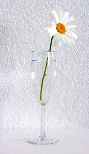 Daisy in Champagne Glass