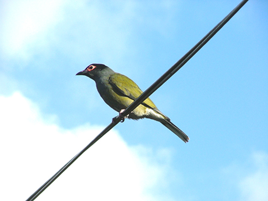 I CAN SIT ON POWER LINES, CAN YOU?