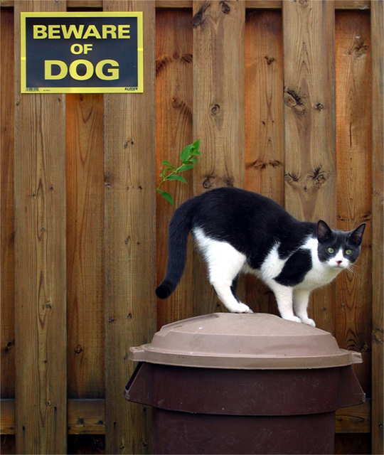 "Did you say ...Dog!"