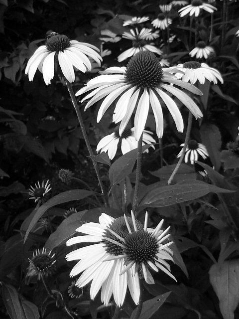 Natural Harmony