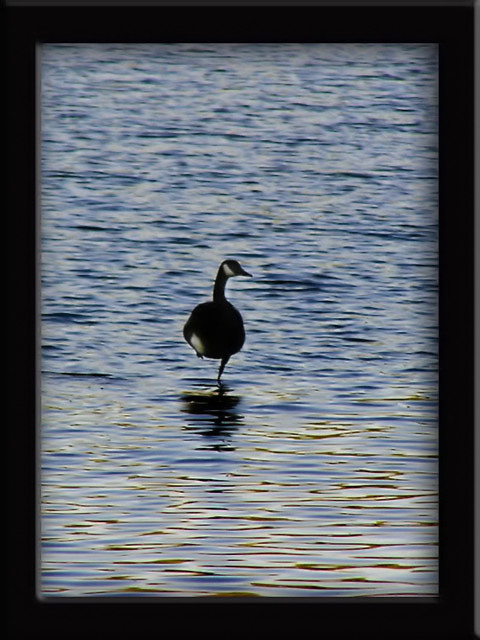 Balancing on water...with ONE leg