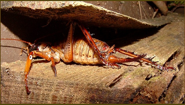 A Weta in harmonious surroundings