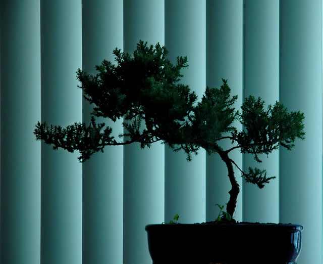 My Bonsai: An 8-year Harmony of Nature and Art in a Dish