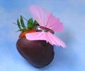 Chocolate Attraction