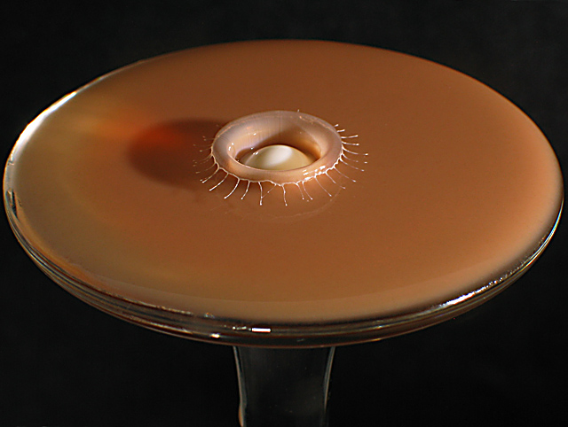 Splash - milk to the chocolate