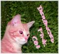 Deranged Pink Cat