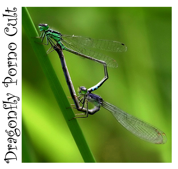DPC: Dragonfly Porno Cult