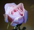 An Everlasting Rose