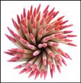 Toothpicks